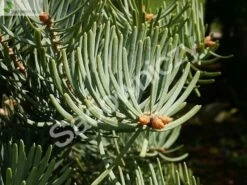 Jod艂a Kalifornijska Jednobarwna