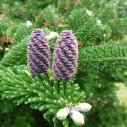 Jod艂a Korea艅ska Niebieskie Szyszki