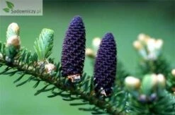 Jodła Nikkońska (nikko) 160-180-cm