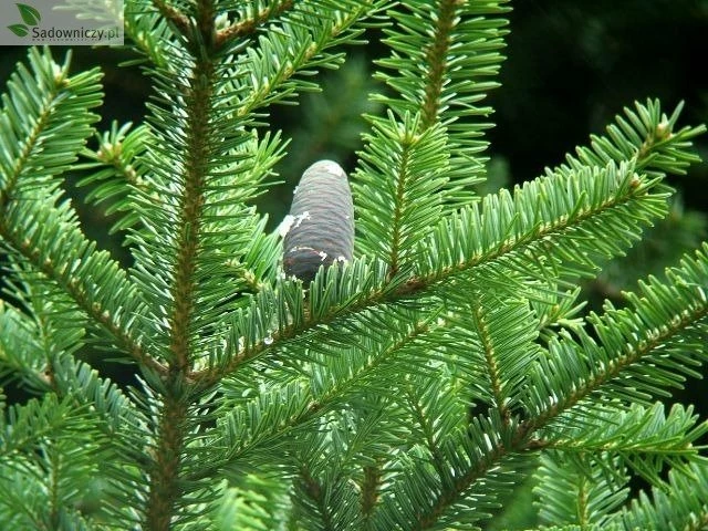 Jodła Nikkońska (nikko) - obrazek 2