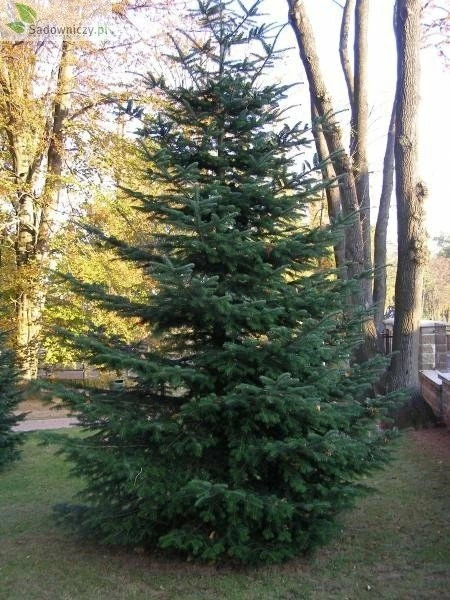 Jodła Nikkońska (nikko) - obrazek 3