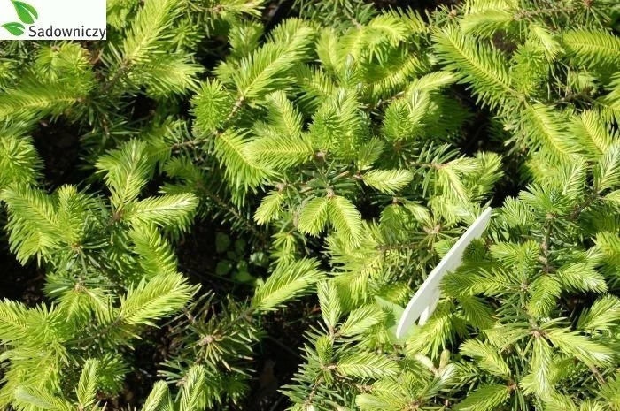 Jodła Nikkońska (nikko) - obrazek 4