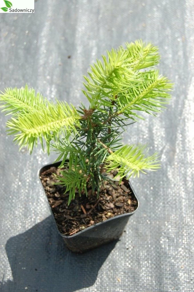 Jodła Nikkońska (nikko) - obrazek 5