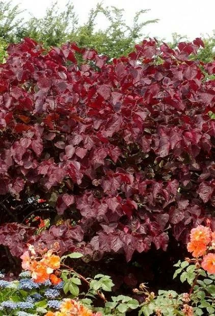 Judaszowiec Kanadyjski Red Force (H - 140-170cm) - obrazek 2