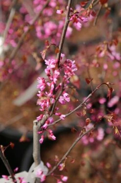 Judaszowiec Kanadyjski Red Force (H - 140-170cm)