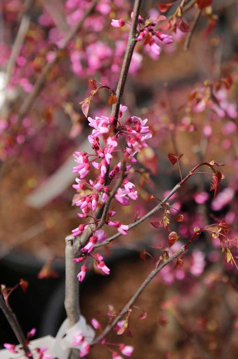 Judaszowiec Kanadyjski Red Force (H - 140-170cm)