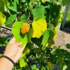 Judaszowiec Kanadyjski Rising Sun (C10)