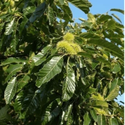 Kasztanowiec Kasztan Jadalny Smaczne Owoce