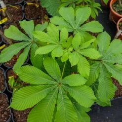 Kasztanowiec Piramide Szczepiony PA