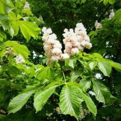 Kasztanowiec Bia艂y Baumani