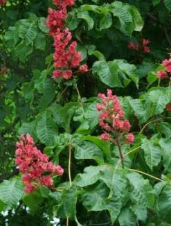 Kasztanowiec Czerwony Obw. 10-12