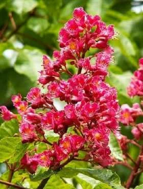 Kasztanowiec Czerwony Obw. 10-12 - obrazek 2