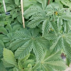 Kasztanowiec Kolumnowy