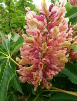 Kasztanowiec Krwisty Rosea Nana (obw. 8/12cm, H - 140/200cm)