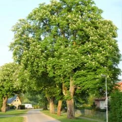 Kasztanowiec Zwyczajny Miododajny