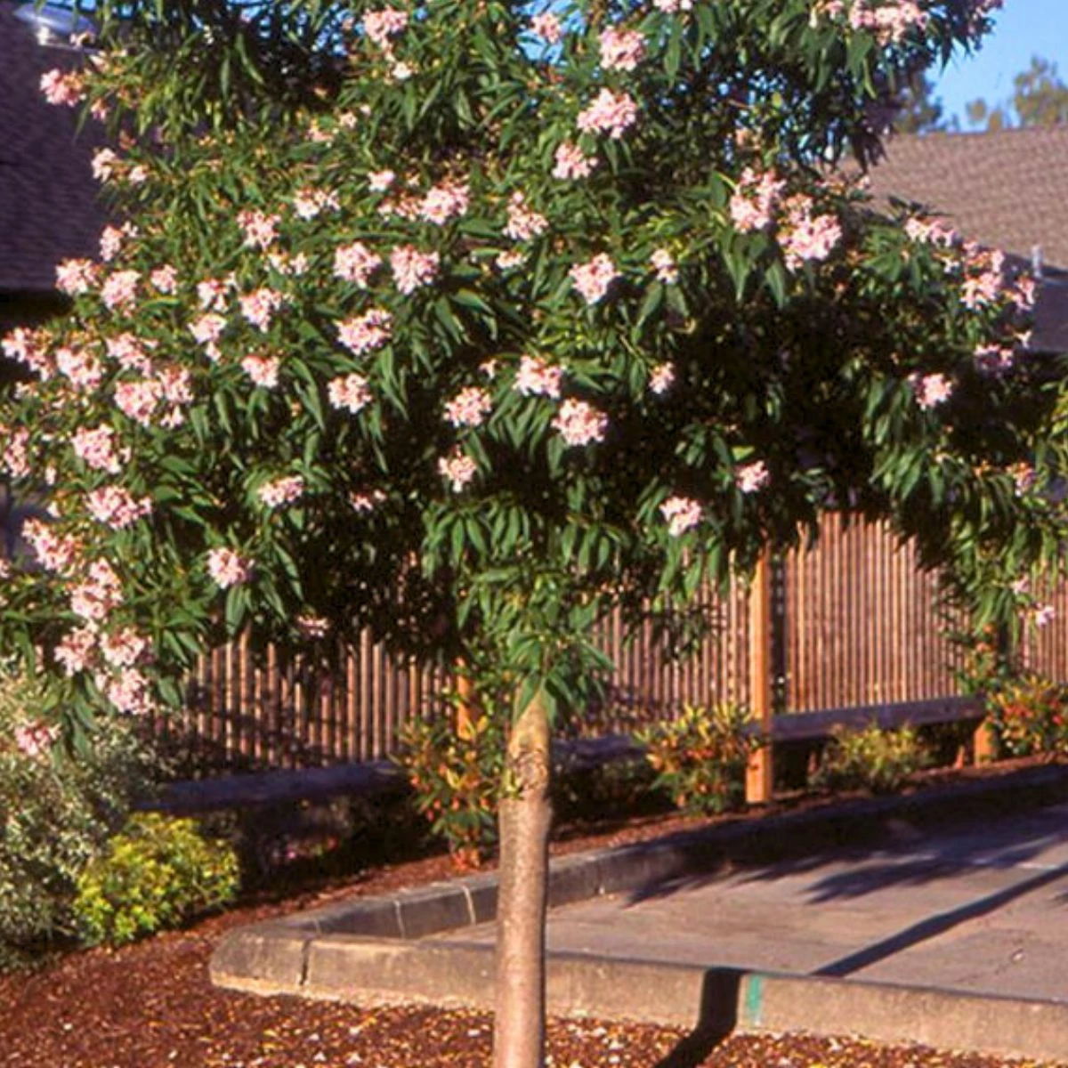 Katalpa Surmia Szczepiona Na Pniu Chitalpa Taszkiencka - obrazek 2