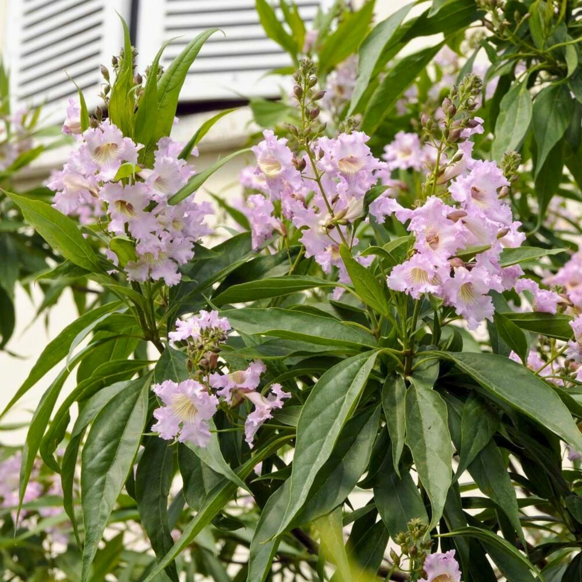 Katalpa Surmia Szczepiona Na Pniu Chitalpa Taszkiencka