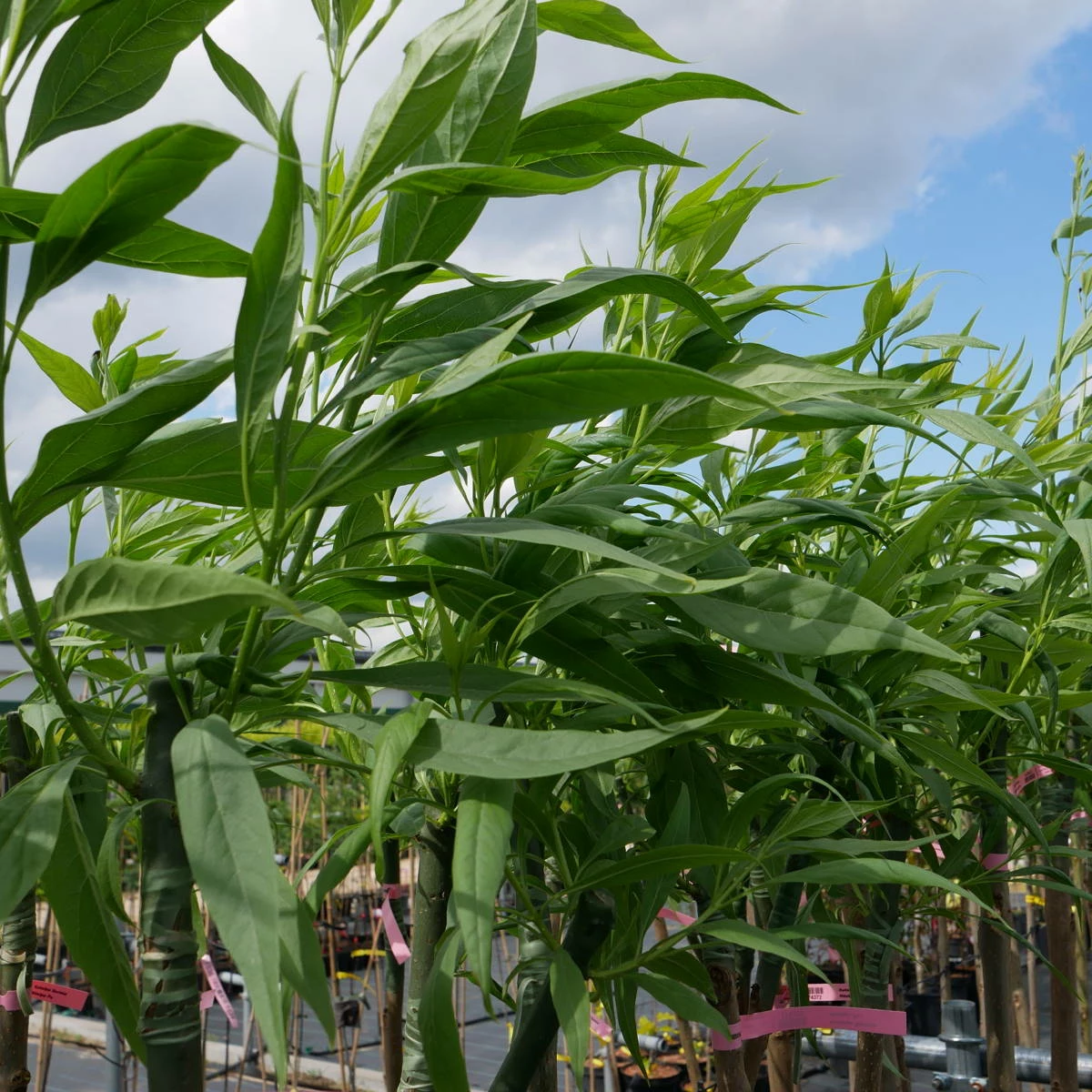 Katalpa Surmia Szczepiona Na Pniu Chitalpa Taszkiencka - obrazek 4