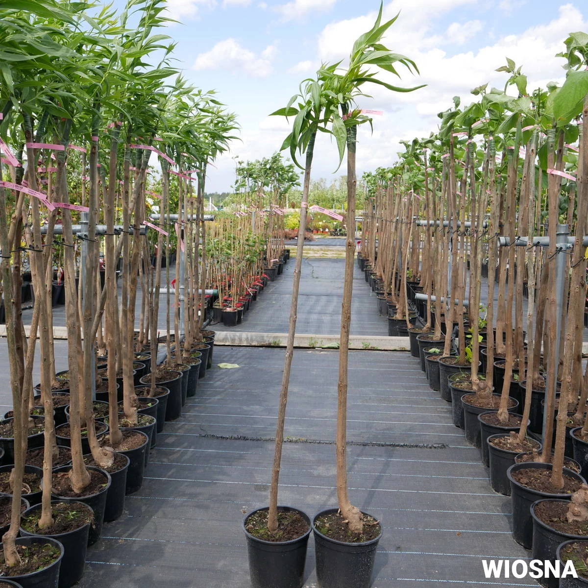 Katalpa Surmia Szczepiona Na Pniu Chitalpa Taszkiencka - obrazek 5