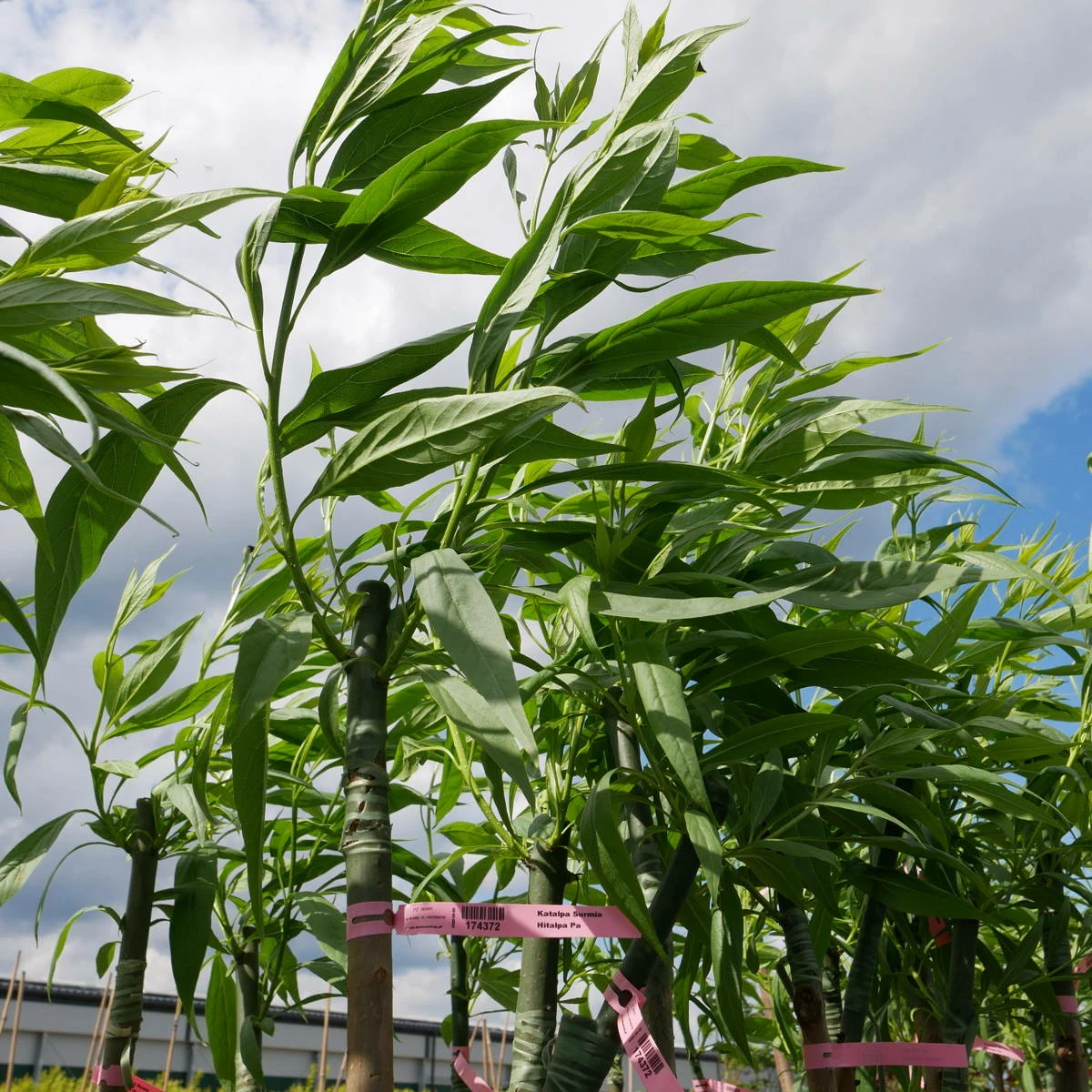 Katalpa Surmia Szczepiona Na Pniu Chitalpa Taszkiencka - obrazek 3