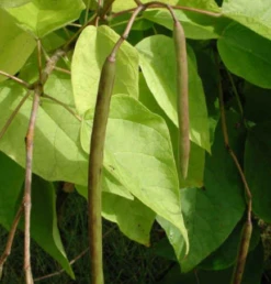 Katalpa Surmia Szczepiona Na Pniu Pulweranta (Pa 200 H200/300 Obw. 6/8)