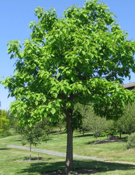 Katalpa Surmia Szczepiona Na Pniu Pulweranta (Pa 200 H200/300 Obw. 6/8) - obrazek 2