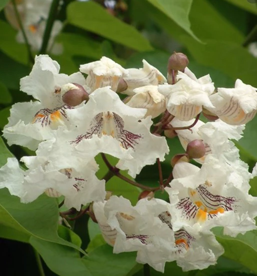 Katalpa Surmia Szczepiona Na Pniu Pulweranta (Pa 200 H200/300 Obw. 6/8) - obrazek 3