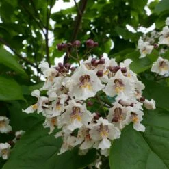 Katalpa Surmia Wielokwiatowa Storczykowiec Odstrasza Komary W Doniczce (C2)