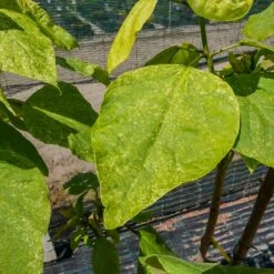 Katalpa Szczepiona Na Pniu Pulweranta (Pa130)