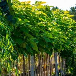 Katalpa Szczepiona Na Pniu Surmia Bignoniowa 'Nana' (Pa 160/200, Obw. 6-10, H-200/300)