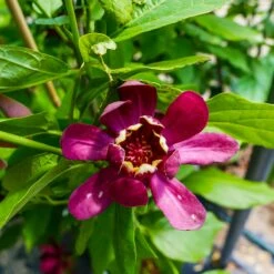 Kielichowiec Wonny Calycanthus Floridus