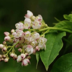 Kłokoczka Południowa Drzewko Różańcowe Paciorkowe