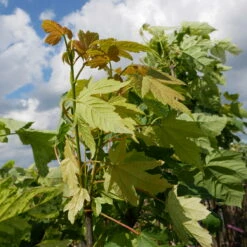 Klon Jawor Leopoldii Szczepiony Na Pniu