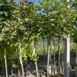 Klon Jawor Leopoldii Szczepiony Na Pniu (Pa 120/160, Obw. 6-8, H-180/200)