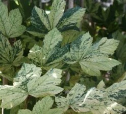 Klon Jawor Nizettii PA100-120, H120-160