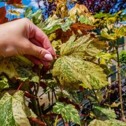 Klon Jawor Purpureum Eskimo Sunset Szczepiony Na Pniu