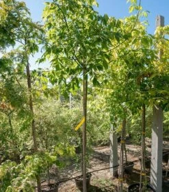 Klon Jesionolistny Aureovariegatum (Pa 120/160, Obw. 8/16cm, H-200/300)