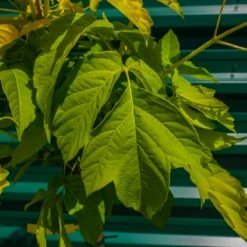 Klon Jesionolistny Odessanum Szczepiony Na Pniu