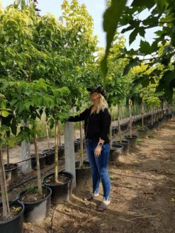 Klon Jesionolistny Odessanum Szczepiony Na Pniu H 200-250cm