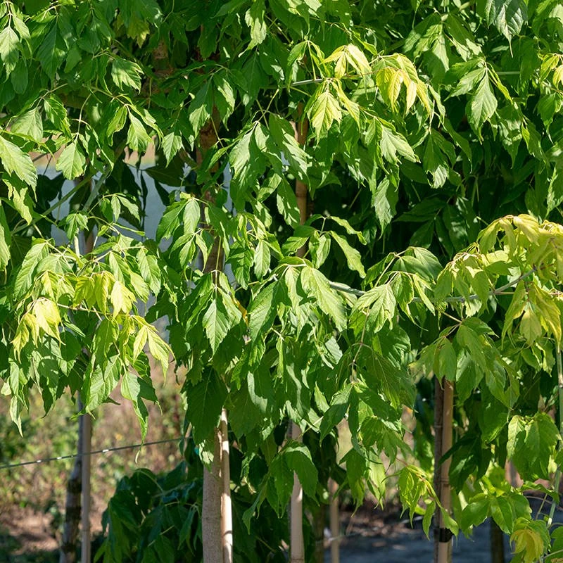 Klon Jesionolistny Złocisty Szczepiony Na Pniu - obrazek 2