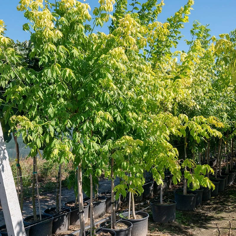 Klon Jesionolistny Złocisty Szczepiony Na Pniu