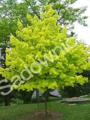 Klon Jesionolistny Złocisty Szczepiony Na Pniu - obrazek 4