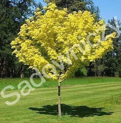 Klon Jesionolistny Złocisty Szczepiony Na Pniu - obrazek 3