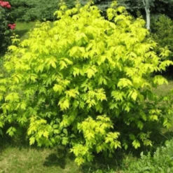 Klon Krzaczasty Odessanum