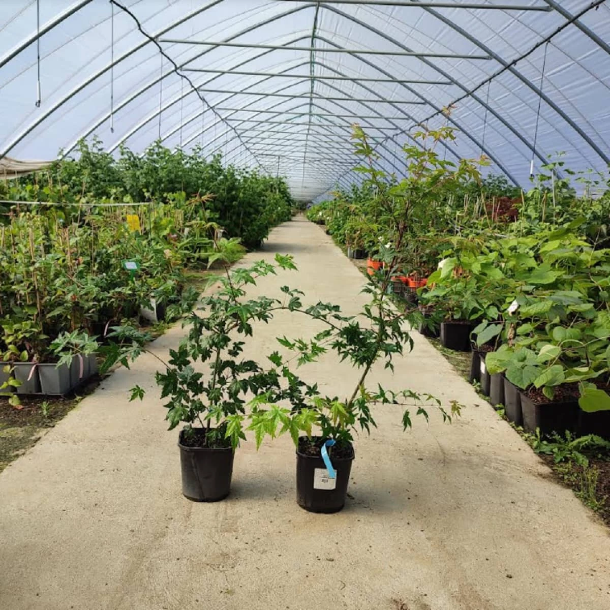 Klon Palmowy (C2) - obrazek 3