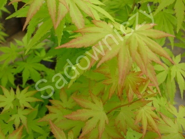 Klon Palmowy (C2) - obrazek 5