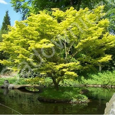 Klon Palmowy (C2) - obrazek 2