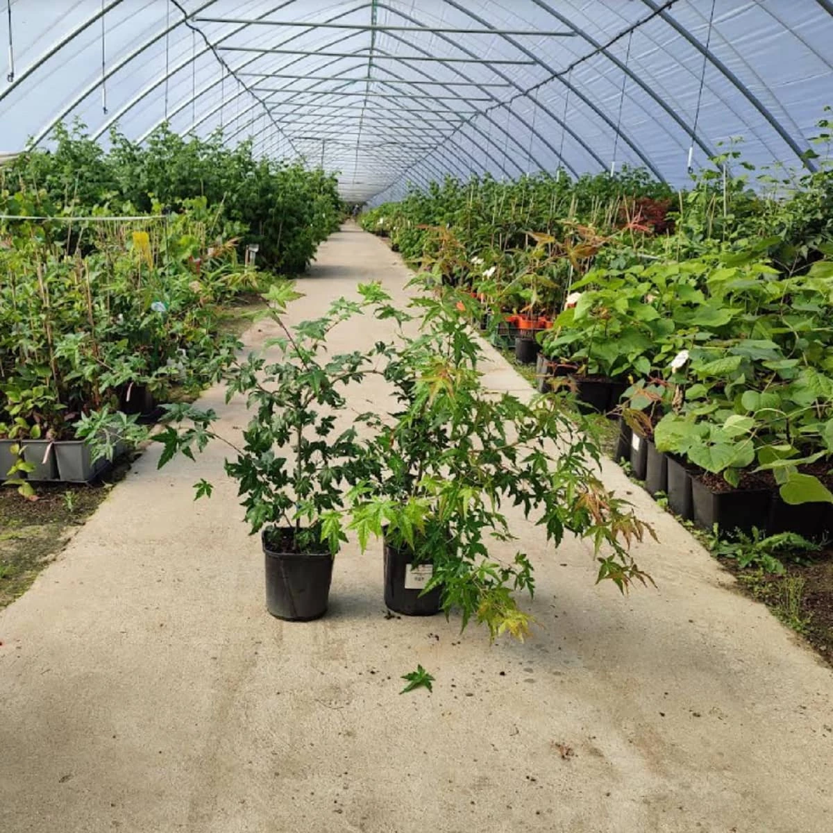 Klon Palmowy (C2) - obrazek 4