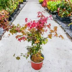 Klon Palmowy Little Princess