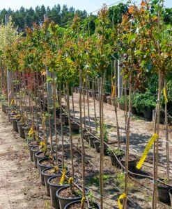 Klon Pospolity As Szczepiony Na Pniu